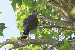 Gray Hawk